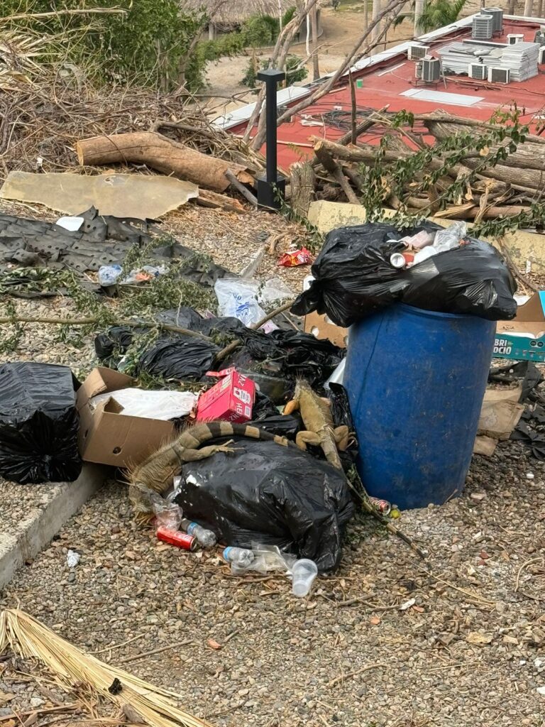 Iguanas comiendo de los basureros en el parque Papagayo